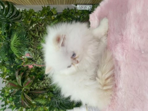 Chinchilla yavrum tr tek güzeller güzelim