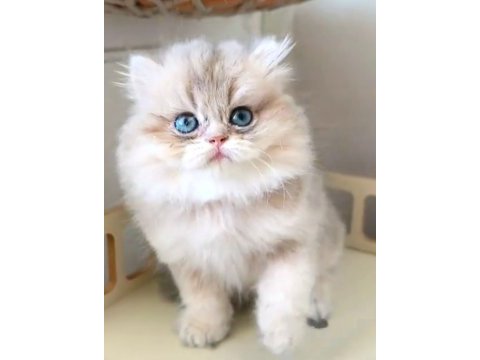 British longhair kedisi