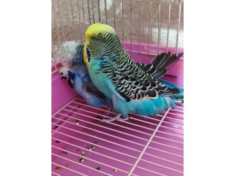 Jumbo 1 çift muhabbet kuşu hazır eş