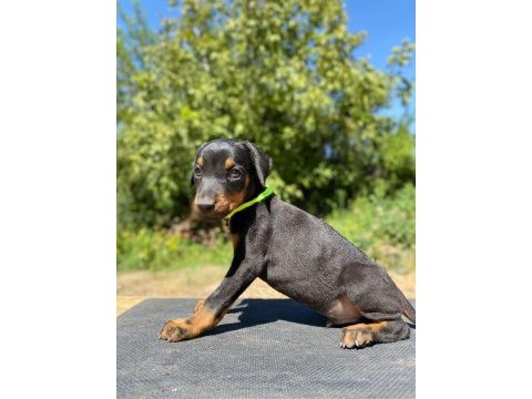 Doberman yavru son 2 adet
