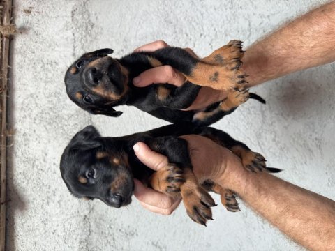 Asil doberman yavrular