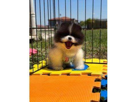 Pomeranian boo color renk bakımlı 90 günlük