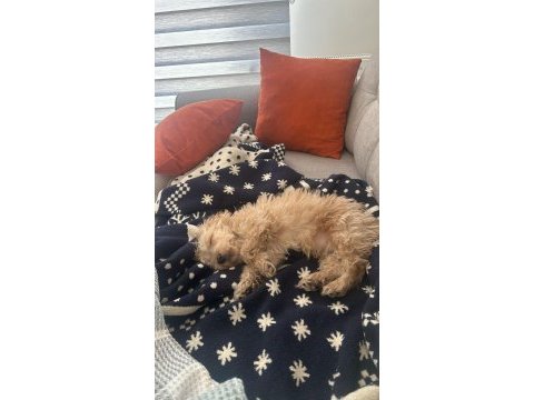 Yavru maltipoo köpeği