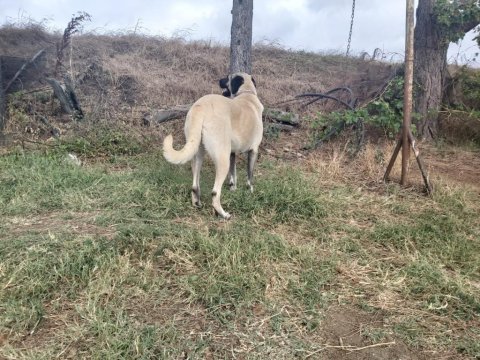 Boylu ırı dısı kangal su anda kızanda 11 aylık