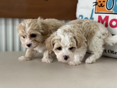 Show kalite kore maltipoo yavrular ziyarete açık