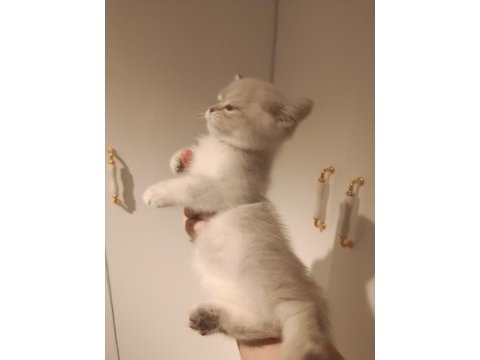 3 aylık british shorthair yavrular
