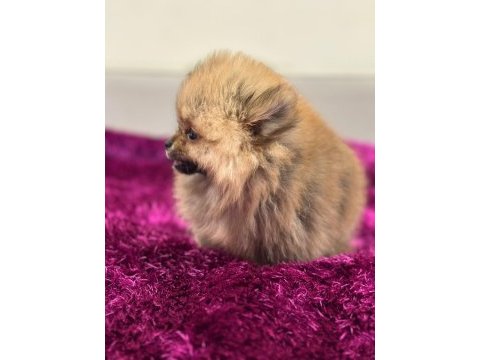 Irk garantılı tea cup pomeranian