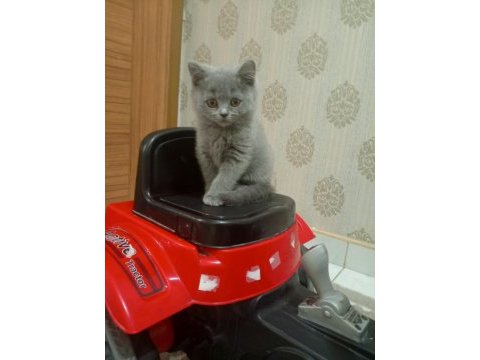 British shorthair blue