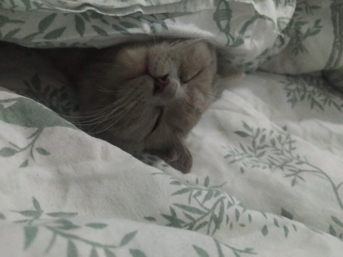 British shorthair kedimiz sahiplendirilecek