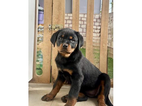 A şecereye sahip rottweiler yavrularım