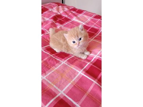 20 ekim doğumlu scottish straight ve scottish longhair yavru