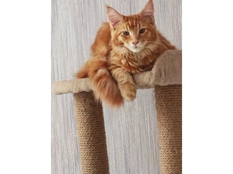 Maine coon erkek üst kaliteli