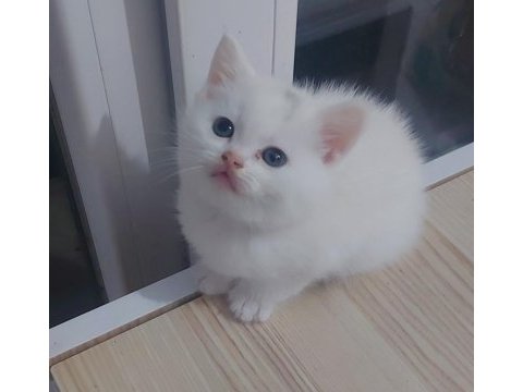 British shorthair beyaz yavru