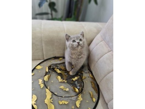 10 aylık british shorthair