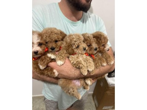 Maltipoo ırk ve sağlık garantili tüy dökmez