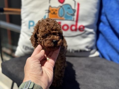 Petmode köpek çiftliğinden kore toy poodle yavrular