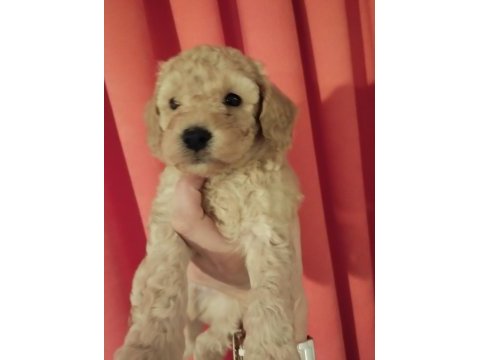 Orjinal toy poodle yavrularımız yeni yuvalarını arıyor