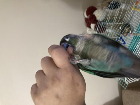Konuşan oyun hamuru konur papağanı
