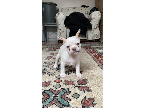 Lilac tan platinum erkek french bulldog yavrumuz