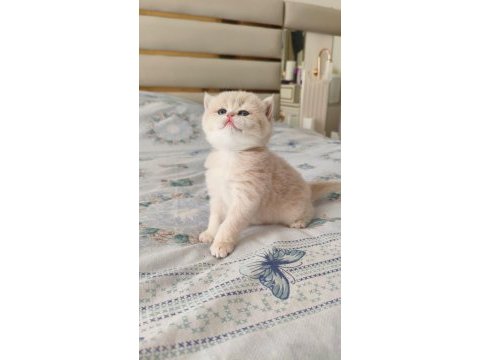 Özel renk chocolate golden british shorthair dişi