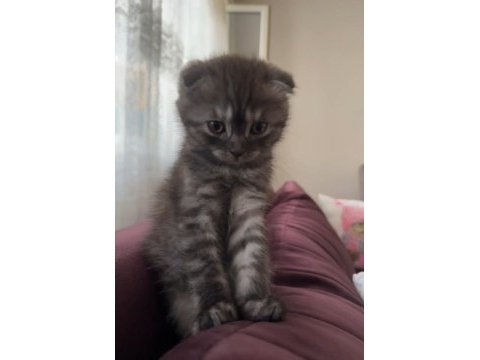 Scottish fold dişi 2 aylık