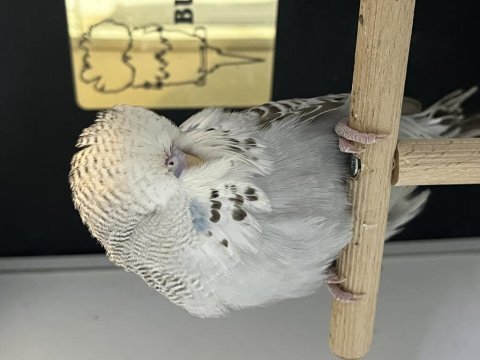 Üst vasıf yavru kuşlar show