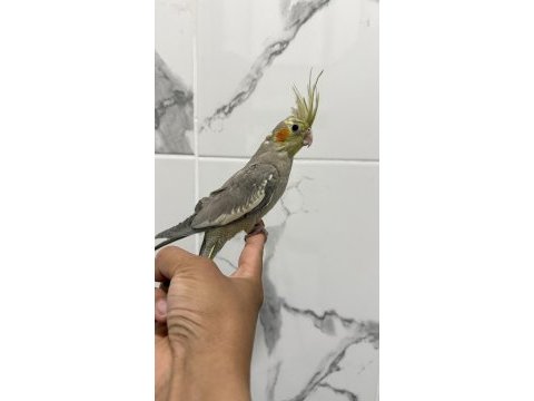 Sultan papağanı sahiplendirilecek kuşumuz