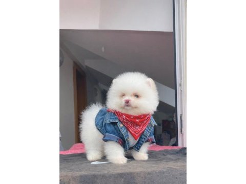 Orjinal pomeranian yavrular