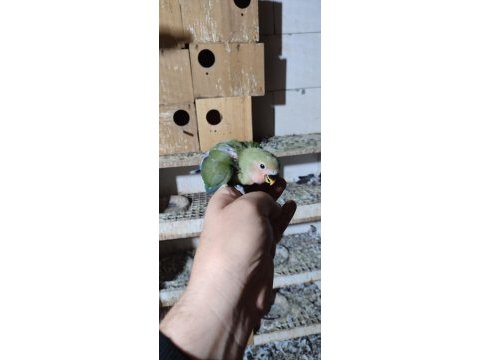 Bebek yavrumuz el beslemesi için hazırdır buyrun
