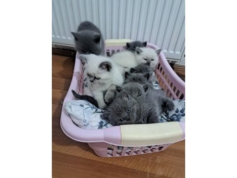 Benim british shorthair güzelliklerim