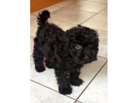 Sevimliliğiyle büyüleyen siyah toy poodle
