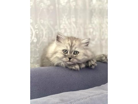 2 aylık erkek british longhair silver