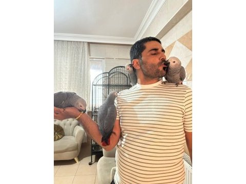 Bebekler hazır yuvalarına gitmeye jako papağanı