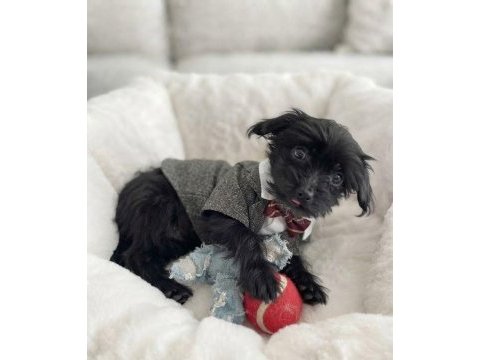 Hiç büyümeyecek minik yavru köpeğimiz