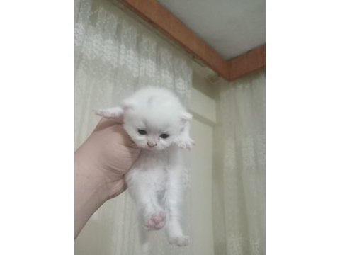 British shorthair bebeklerimiz yeni yuvasını arıyor