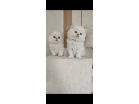 British longhair yavrularım yuvasına gitmeye hazır