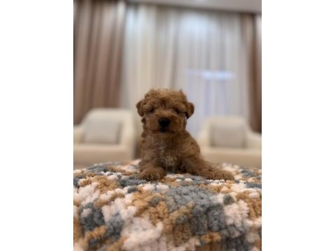 İpek gibi maltipoo