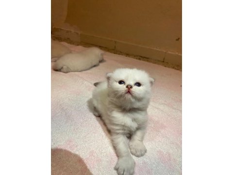 Dişi british shorthair