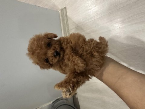 Toy poodle köpeğimiz için ulaşın