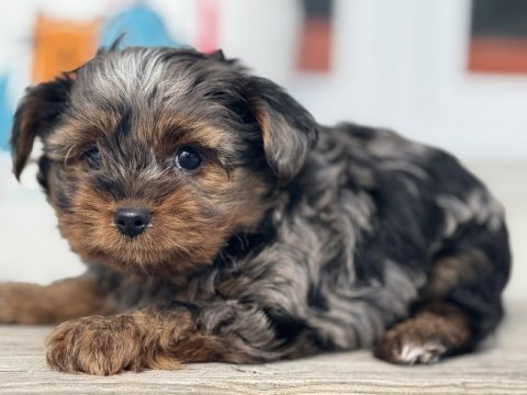 Çok özel tea cup morkie yavrular ziyarete açık
