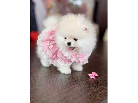Sıfır burun ayı sürat dişi pomeranian
