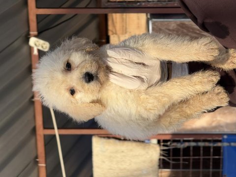 Dev poodle çok şirin yavrular ruhsatlı çiftlik 