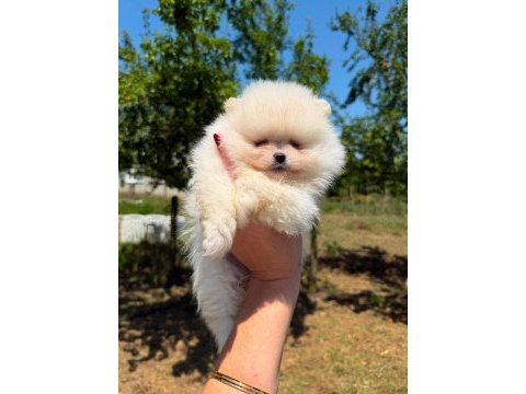 Yavru pomeranian boolarımız