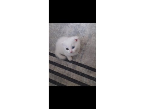 Scottish fold renkli gözlü dişi