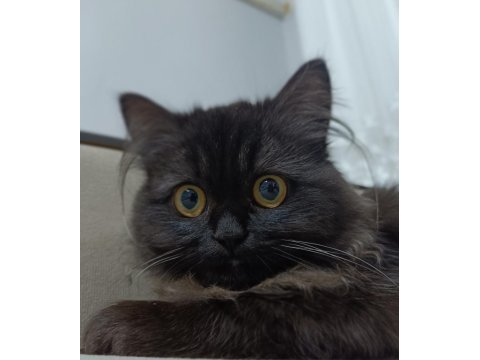 British shorthair kedim