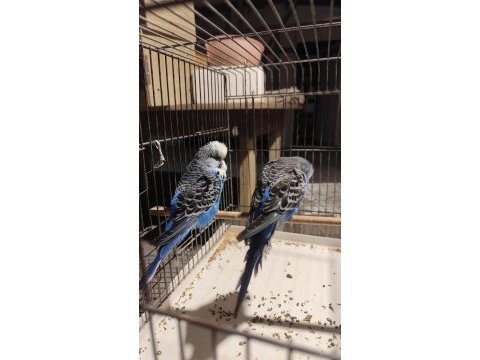 Show harika bir takım muhabbet kuşu