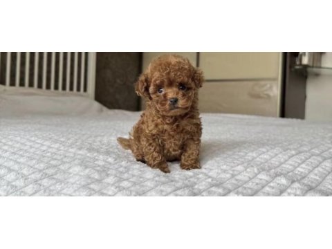 Toy poodle