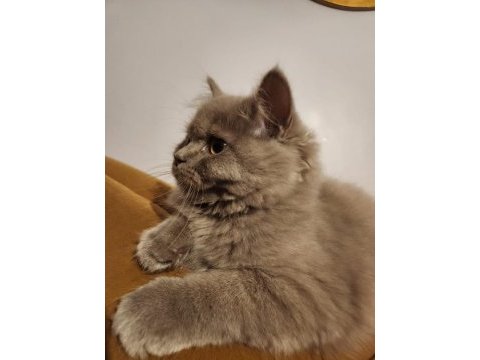 British longhair lilac oyuncul ve eğitimlidir