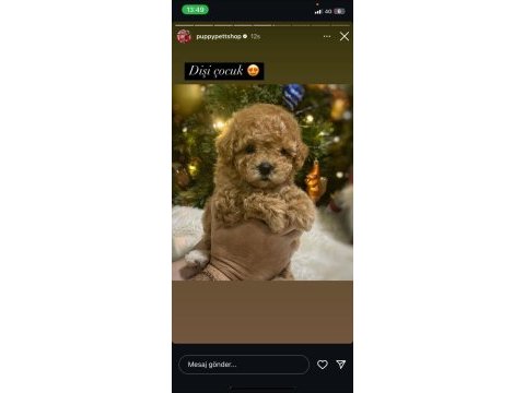 Toy poodle puppy