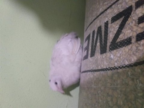 On numara damızlık bıldırcın